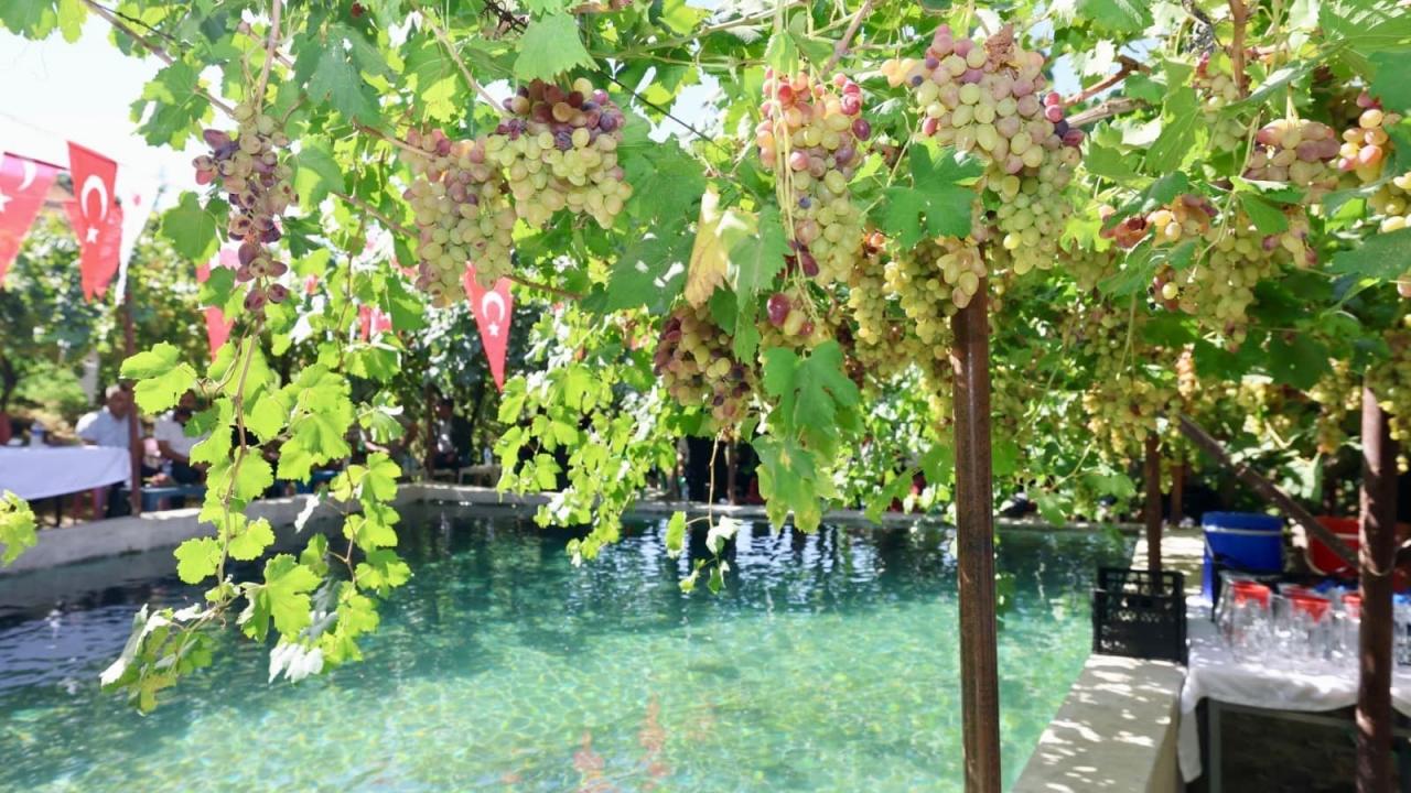 Tescilli üründe hasat başladı: Tayfi Avusturya sofralarında!