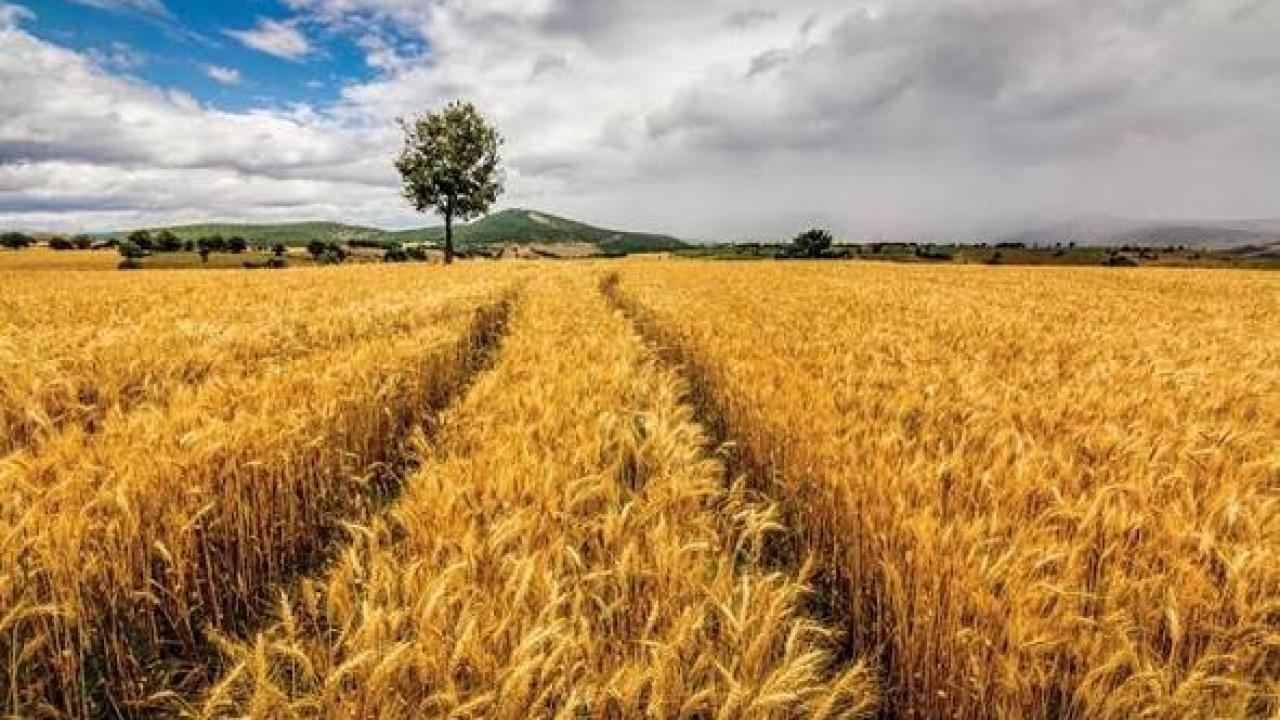 Almanya Tarım Bakanı, Türkiye ile işbirliğini geliştirmek istediklerini belirtti