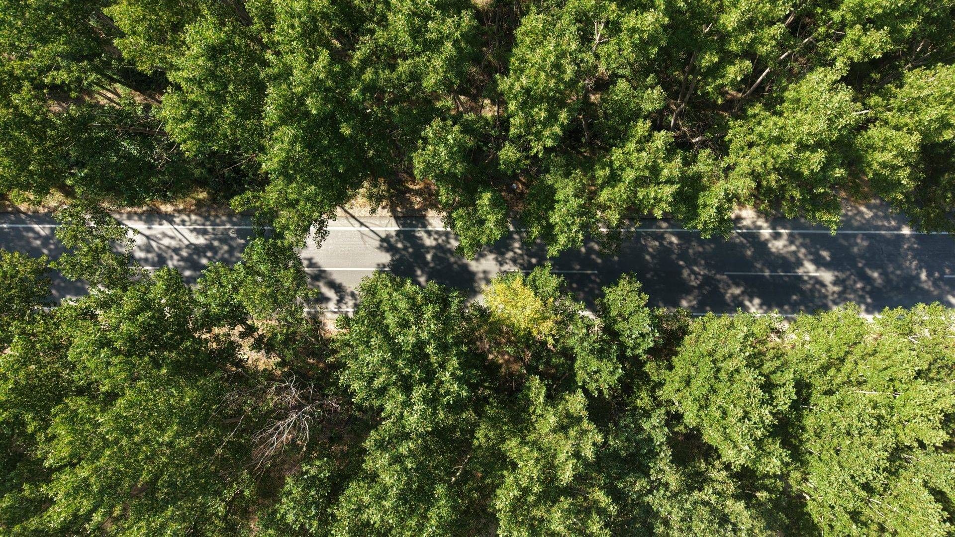 Tokat’ta yazın serinleten yeşil tünel doğaseverlerin gözdesi oldu