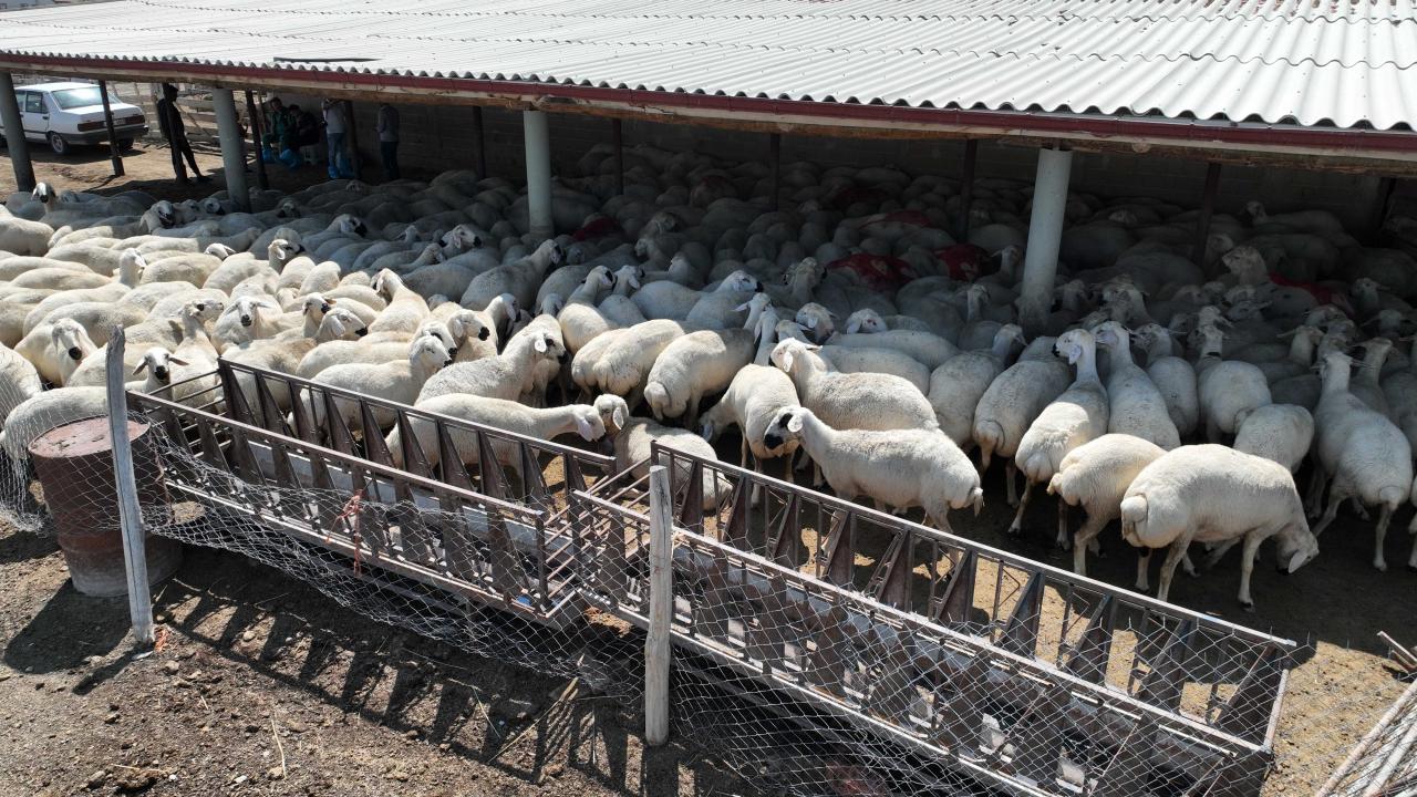 Konya Büyükşehir'in hayvan yetiştiriciliği eğitimleri üreticiye güç katıyor