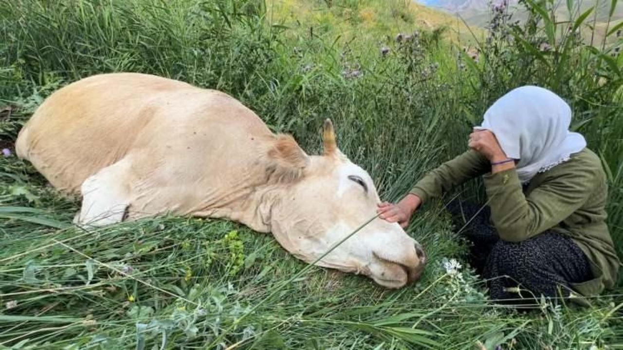 Telef olan ineğine sarılıp saatlerce ağlamıştı! Sevince boğan gelişme