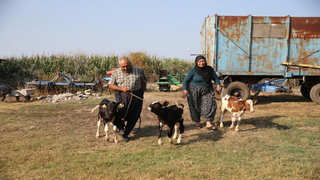Yüz binde bir görülen vaka! Besici çift, sevinçten havalar uçtu