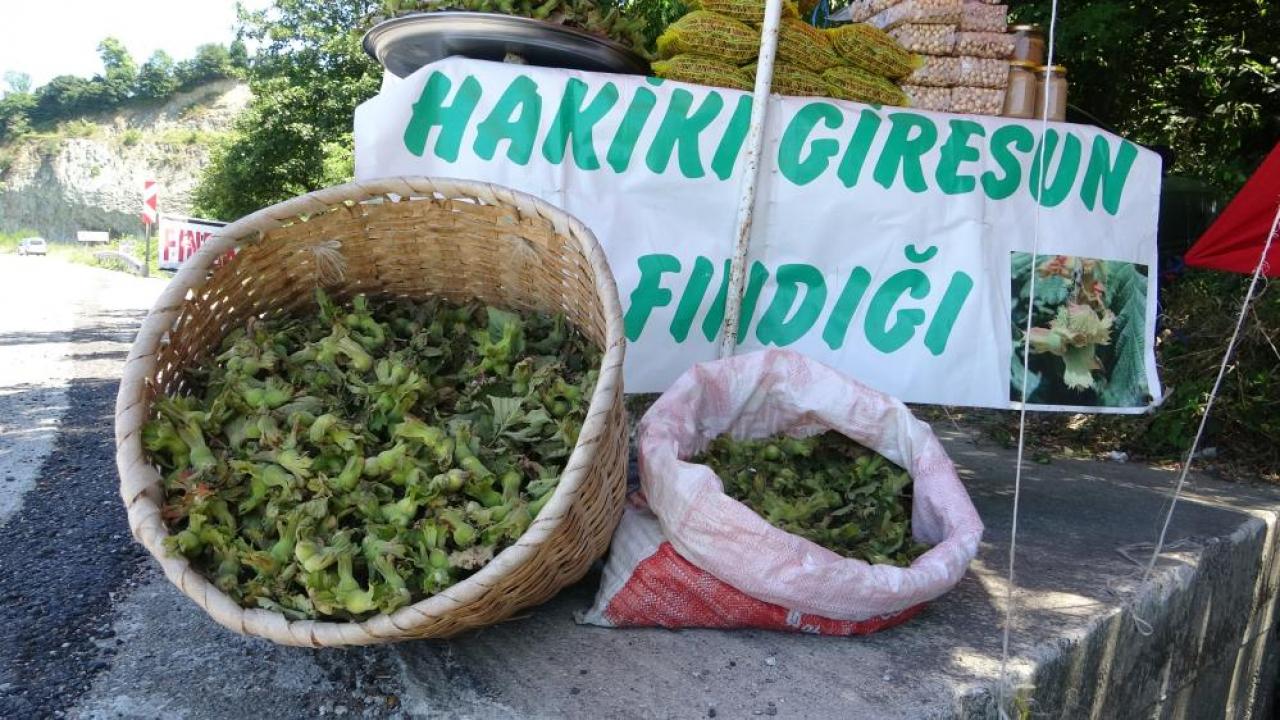 Yeni sezonun ilk fındığı! Kilosu 200 TL