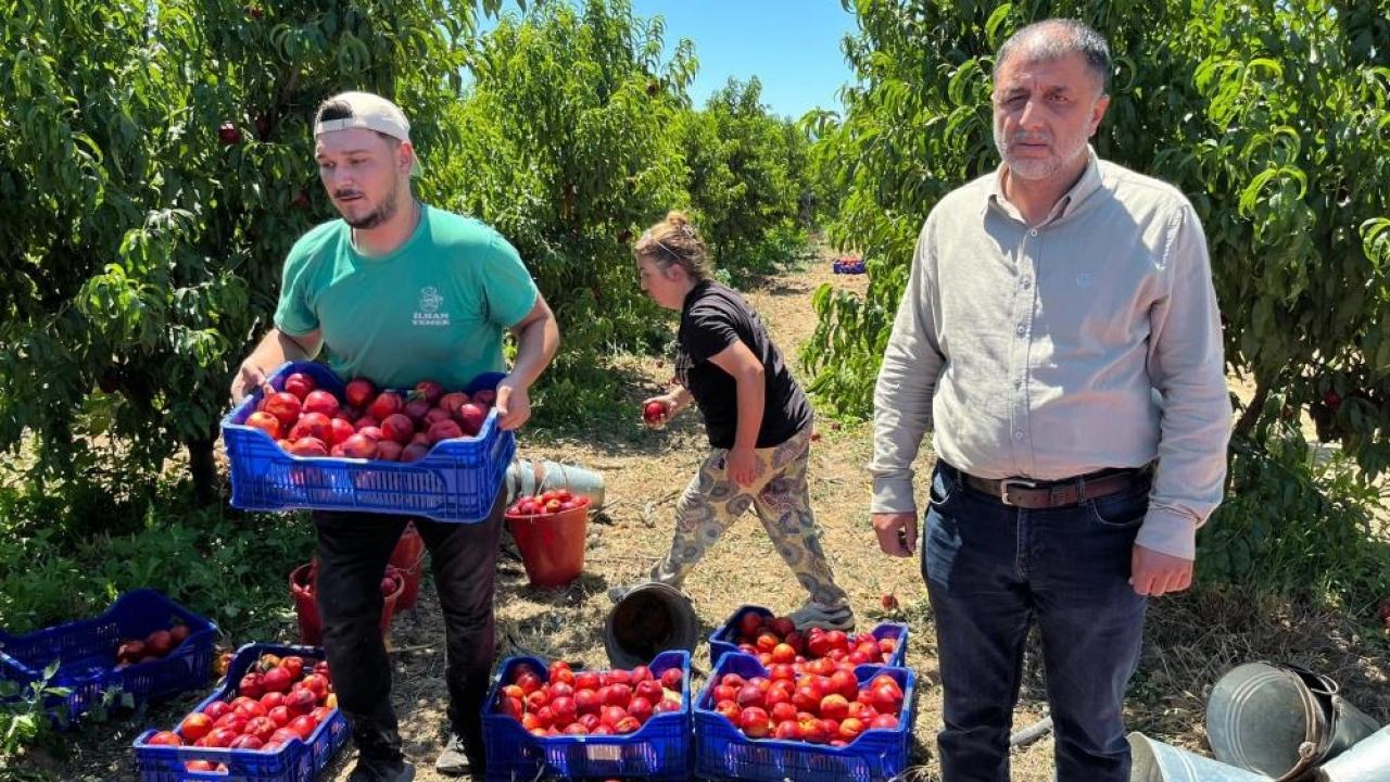 İznikli nektarin üreticisinden fiyat tepkisi