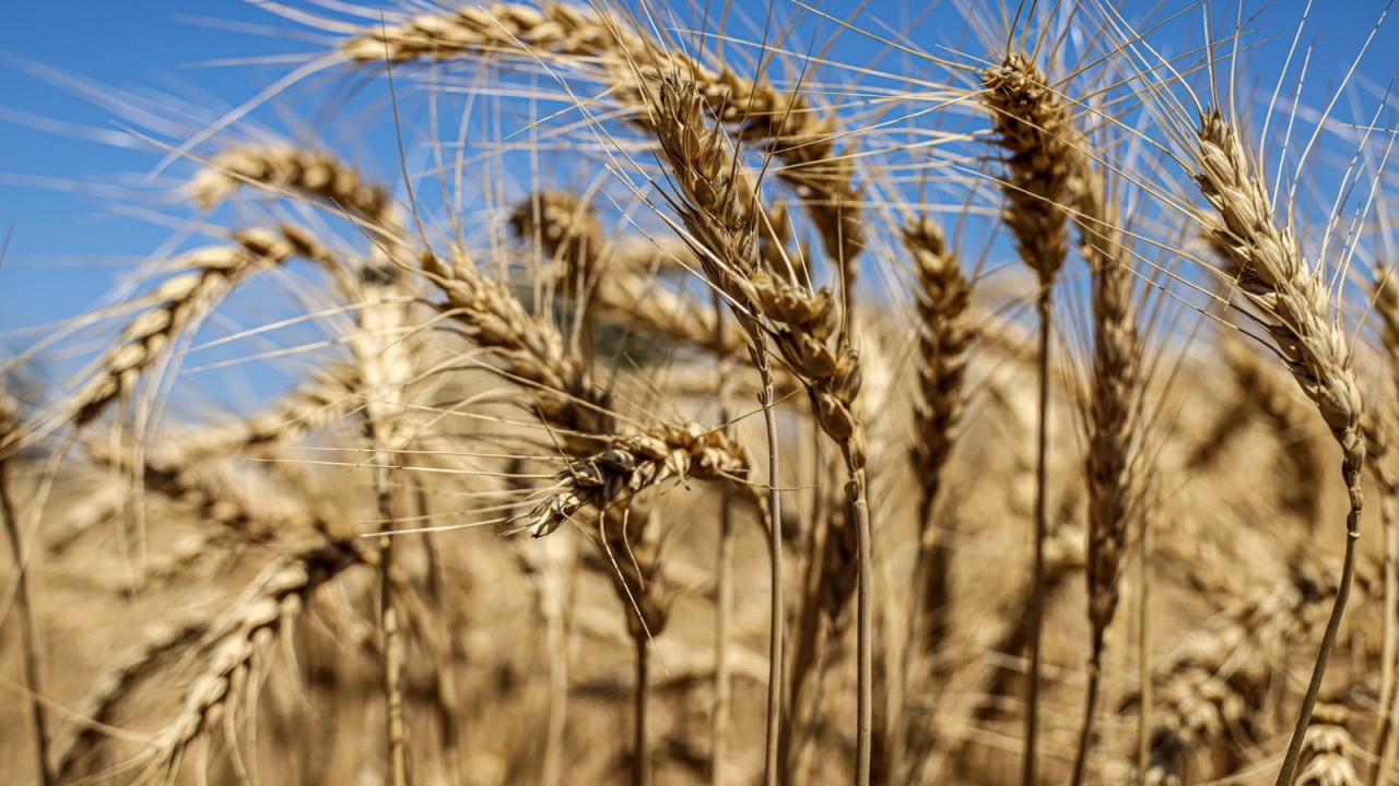 335 bin dekarlık alanda buğday hasadı: Verim yüksek fiyat aynı!