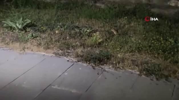 Bitlis'te nadir görülen Arap tavşanı kameralara yansıdı