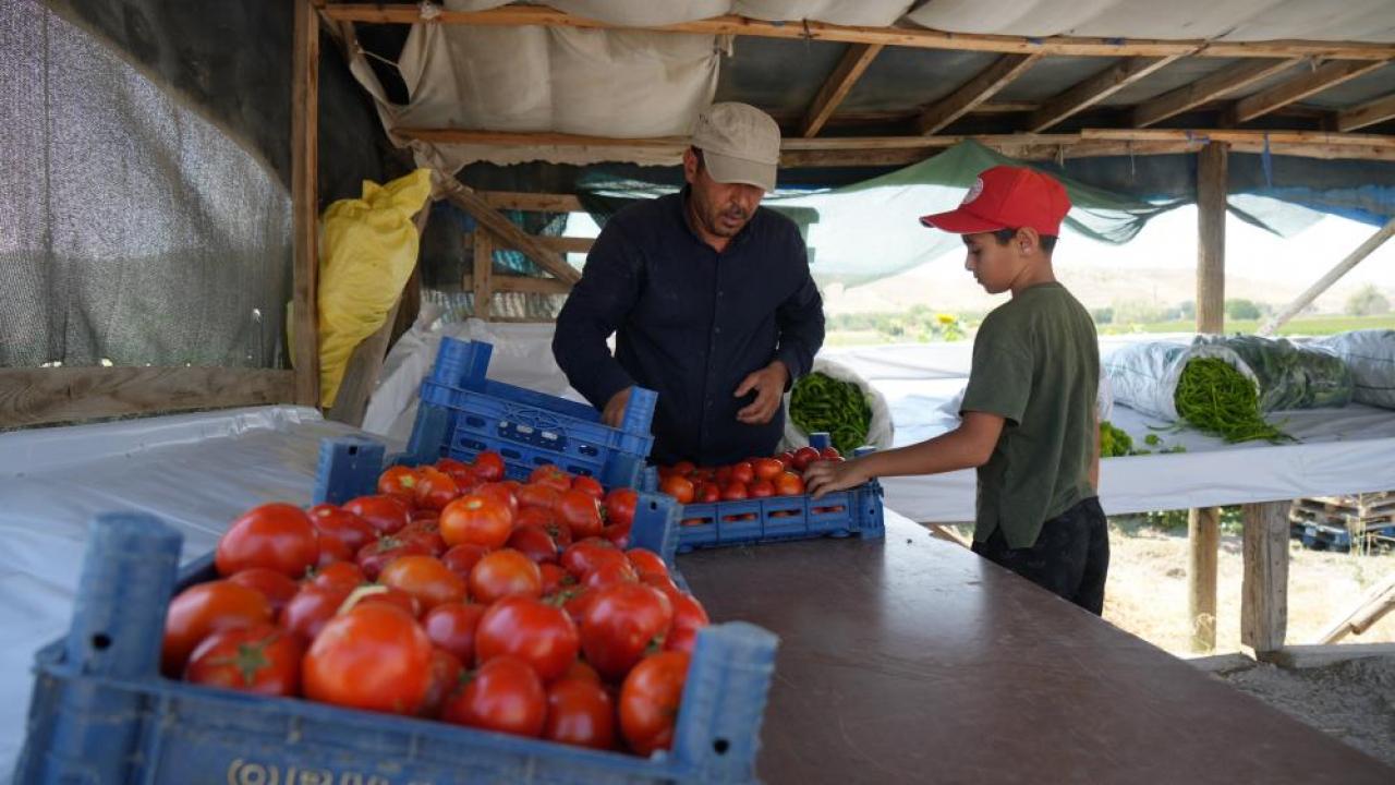 Ayaş domatesi dalından toplanıyor! Kilosu 50 lira