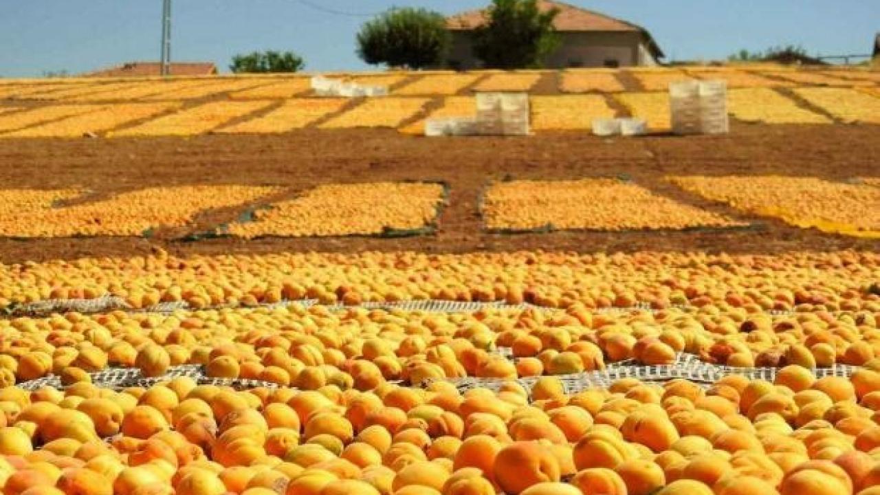 Malatya’da kayısı bereketi: Üreticinin yüzü bu yıl gülüyor!