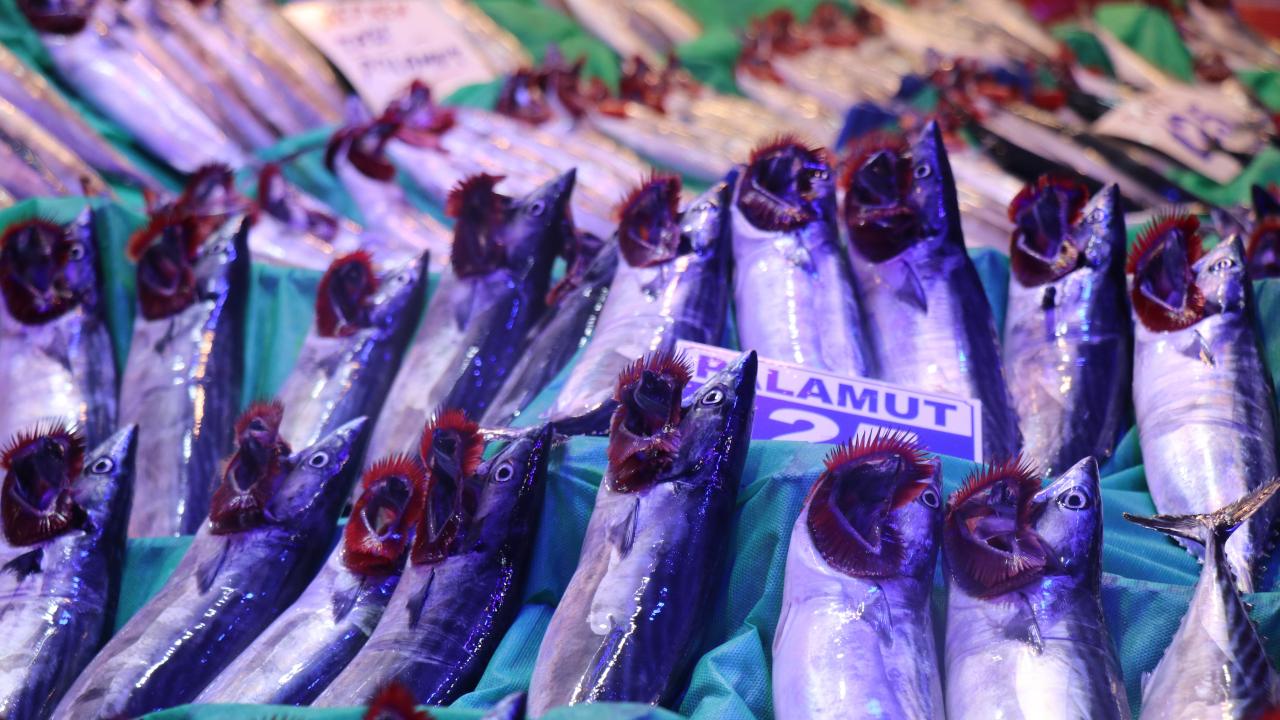Palamut ve hamsi tezgahları doldurdu! Fiyatlar belli oldu