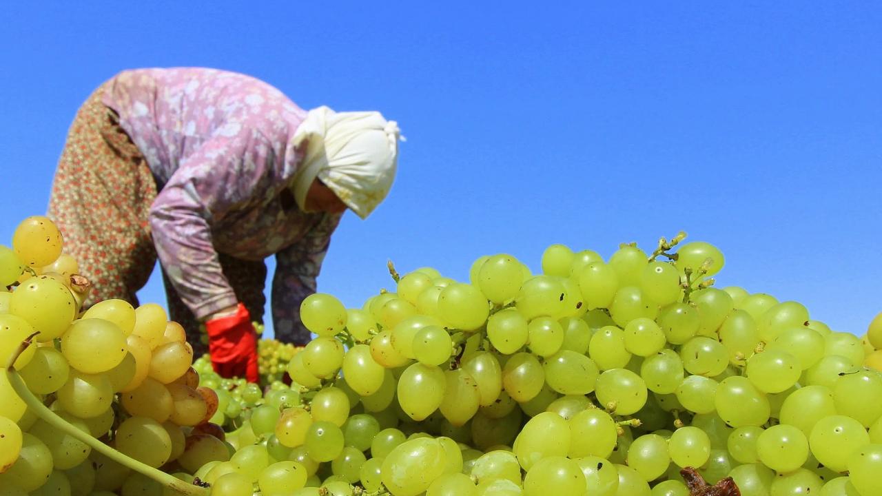 TARİŞ kuru üzüm avans fiyatını 80 TL olarak belirledi