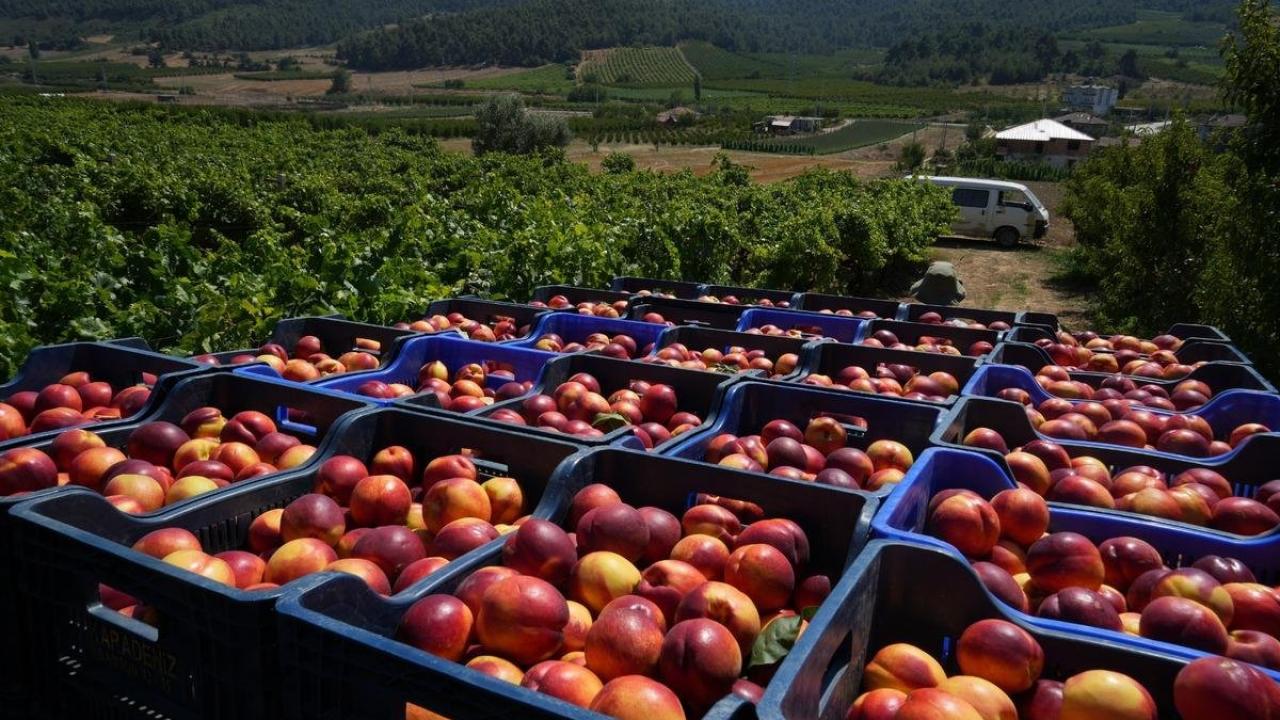 Geçen yıl 70 liraydı, şimdi 20 lira! Rekolte çok ama randıman yok