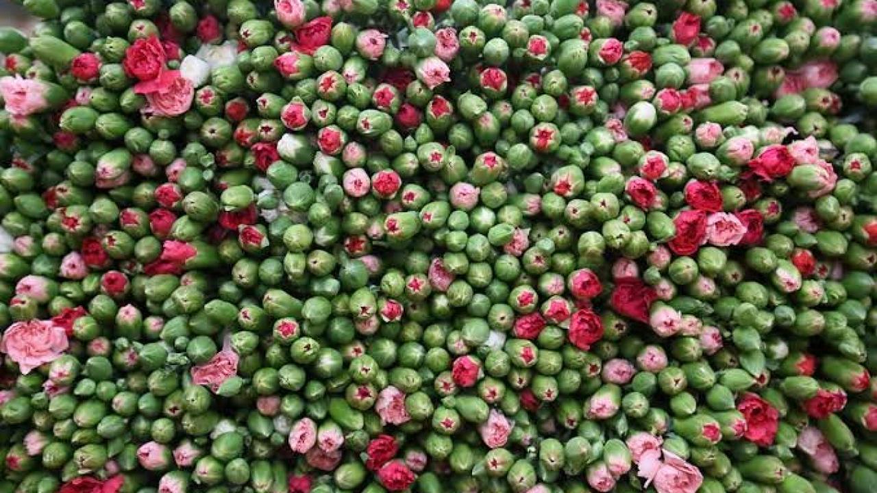 Yüz binlerce bitki ve fidan icradan satışta! Milyonlarca lira isteniyor! İşte tüm detaylar