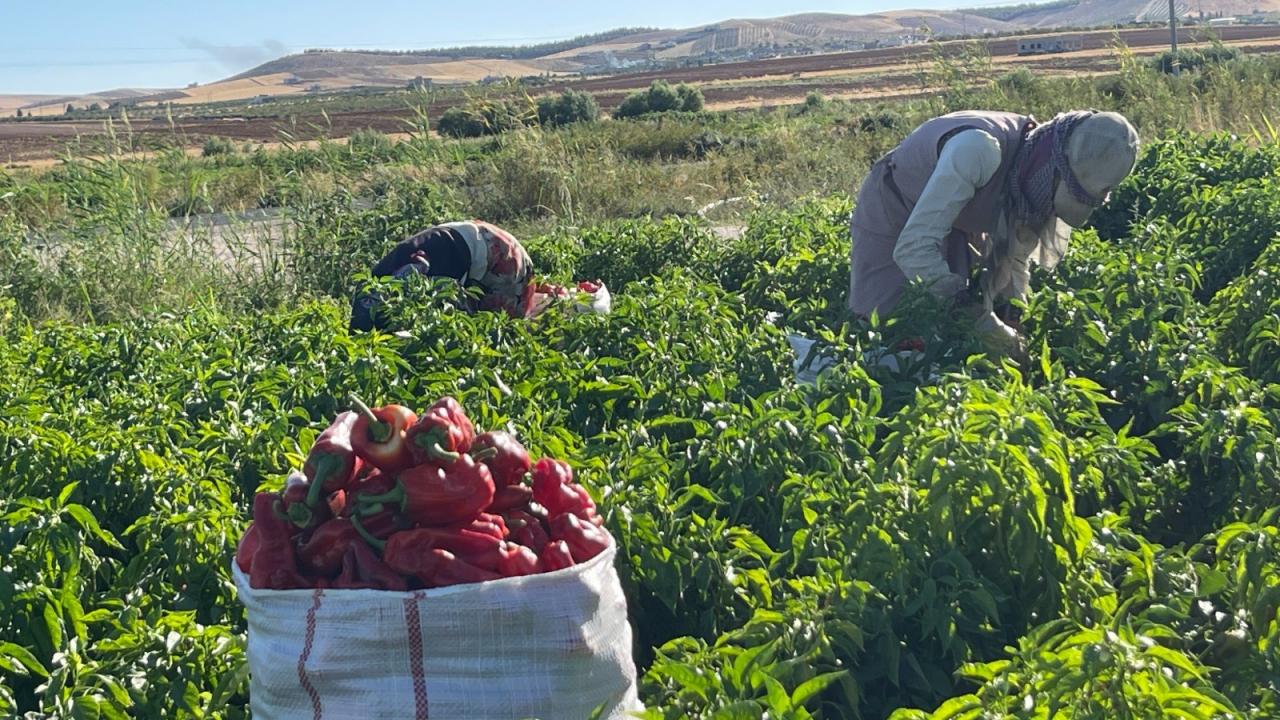 Kış hazırlığı başladı! Şehirde tezgahlar doldu: Vatandaş çuvalla satın alıyor