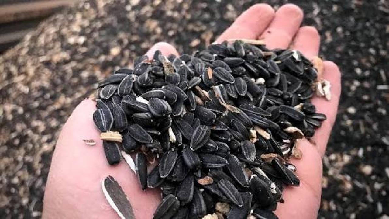 Yağlık ayçiçeğinde ön alım fiyatı açıklandı!