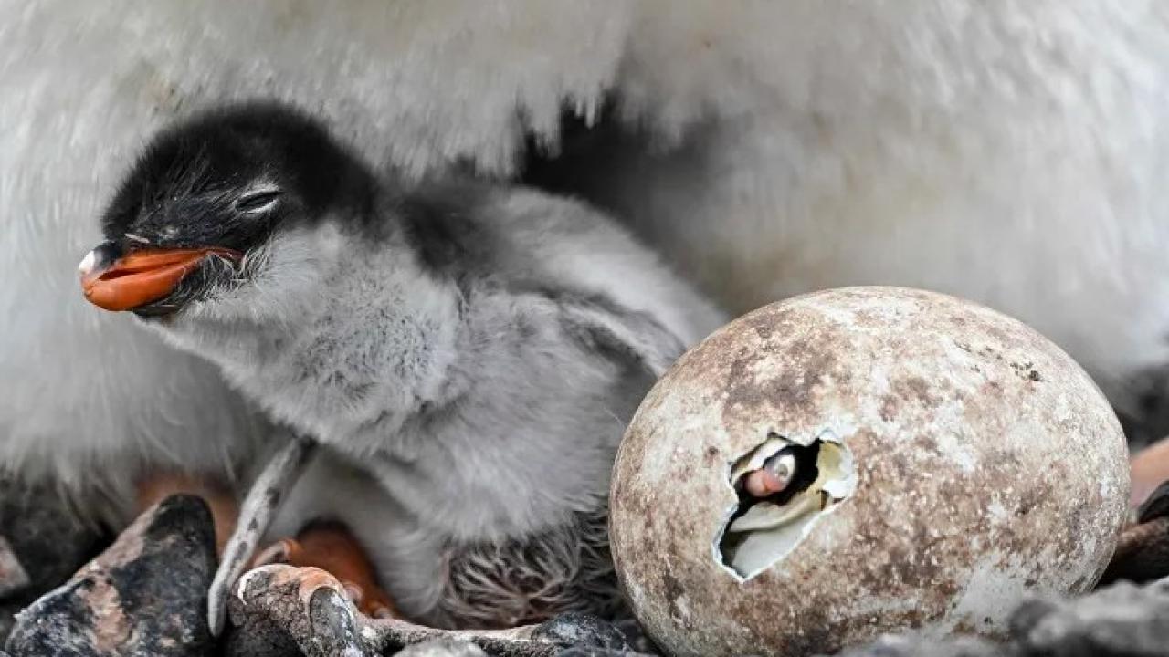 Yeni bir penguen türü keşfedildi
