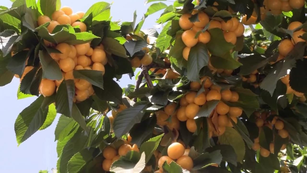 Senelerdir çorak yatan dağlarda rekor kırıldı: Köylünün kaderi bir günde değişti!