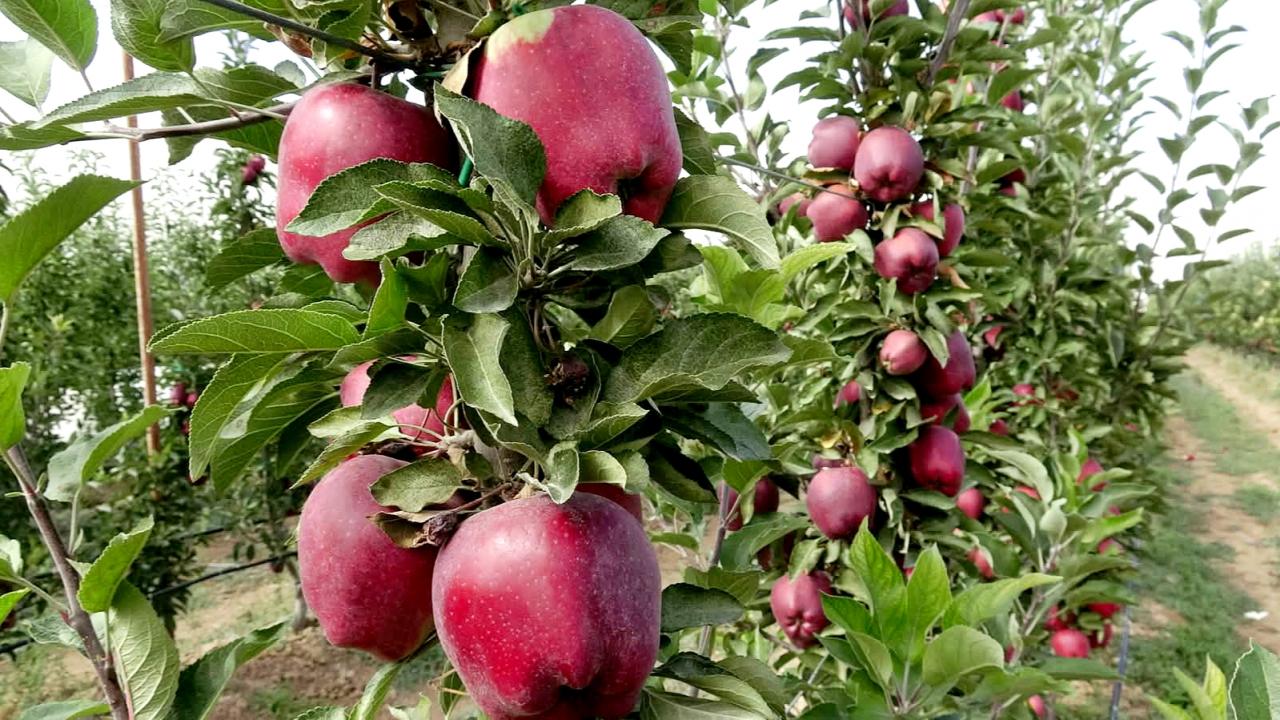 Geçen yıl don vurdu, hasat yapılamadı: Bu yıl yüzleri güldürdü!