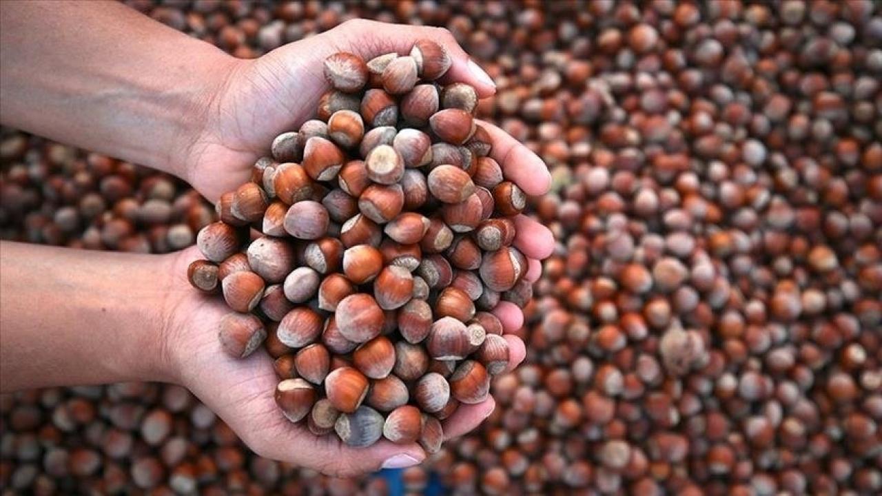 Türkiye'nin 9 aylık fındık ihracatı 1,9 milyar doları aştı