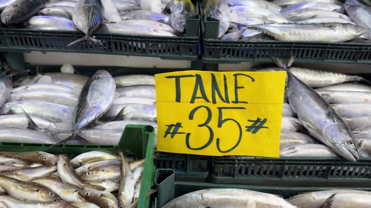 Strafor köpük kasasının fiyatı palamuttan 3 kat pahalı