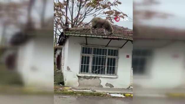 Edirne'de karnı acıkan koyun çatıya çıkınca ortaya komik anlar çıktı